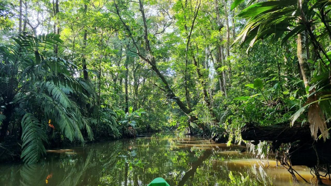 Wildlife Art Tortuguero Exterior foto