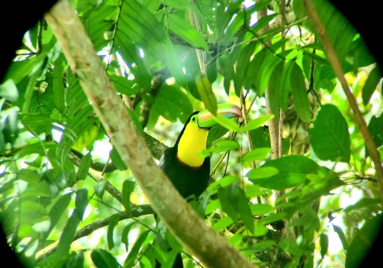 Wildlife Art Tortuguero Exterior foto