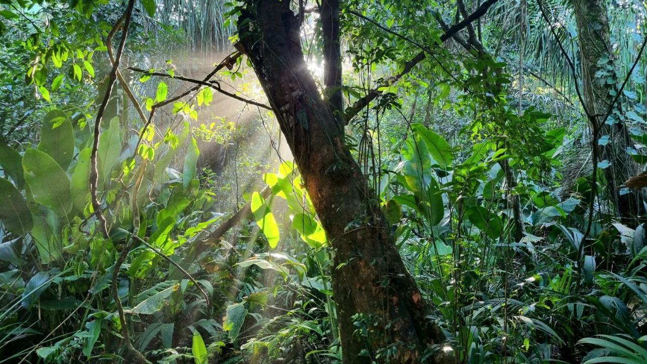 Wildlife Art Tortuguero Exterior foto