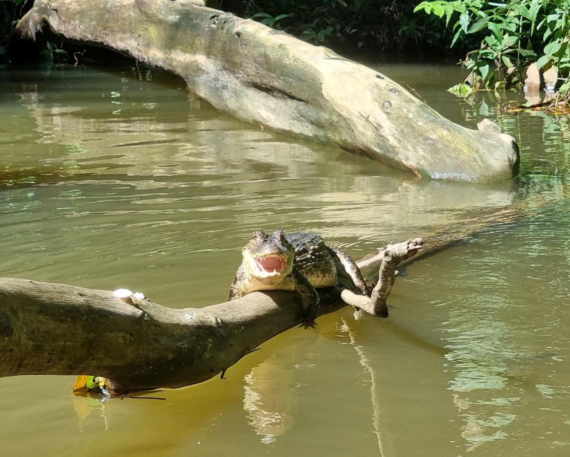 Wildlife Art Tortuguero Exterior foto