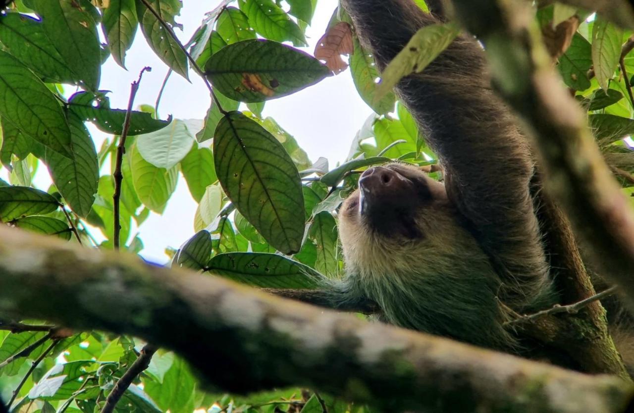 Wildlife Art Tortuguero Exterior foto