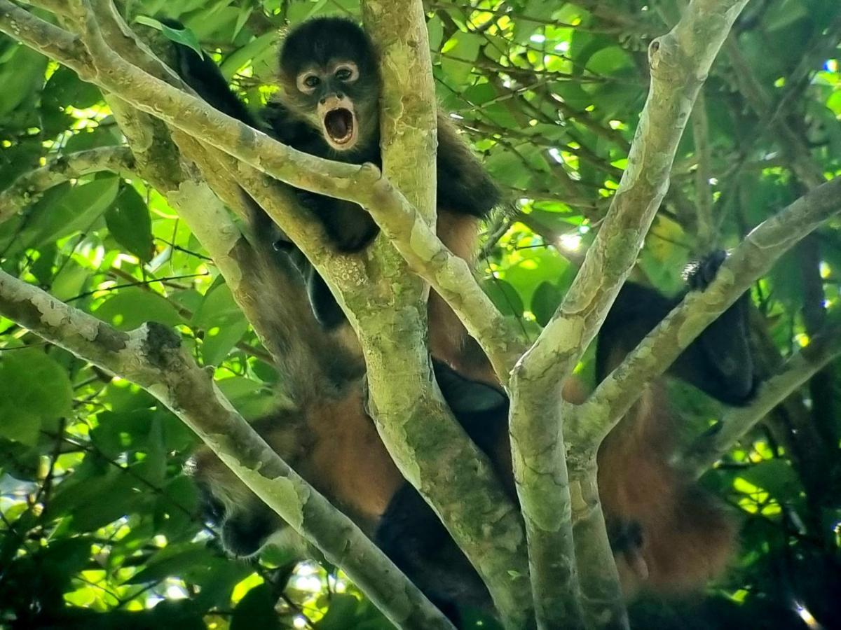 Wildlife Art Tortuguero Exterior foto