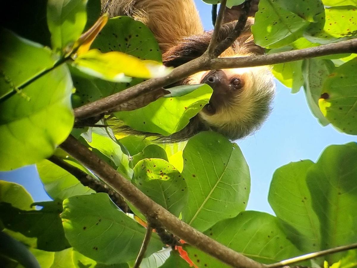 Wildlife Art Tortuguero Exterior foto