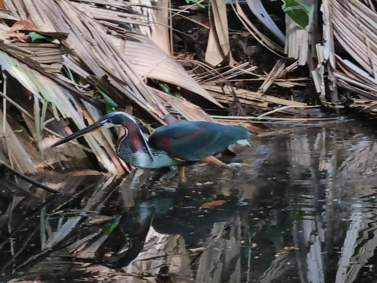 Wildlife Art Tortuguero Exterior foto