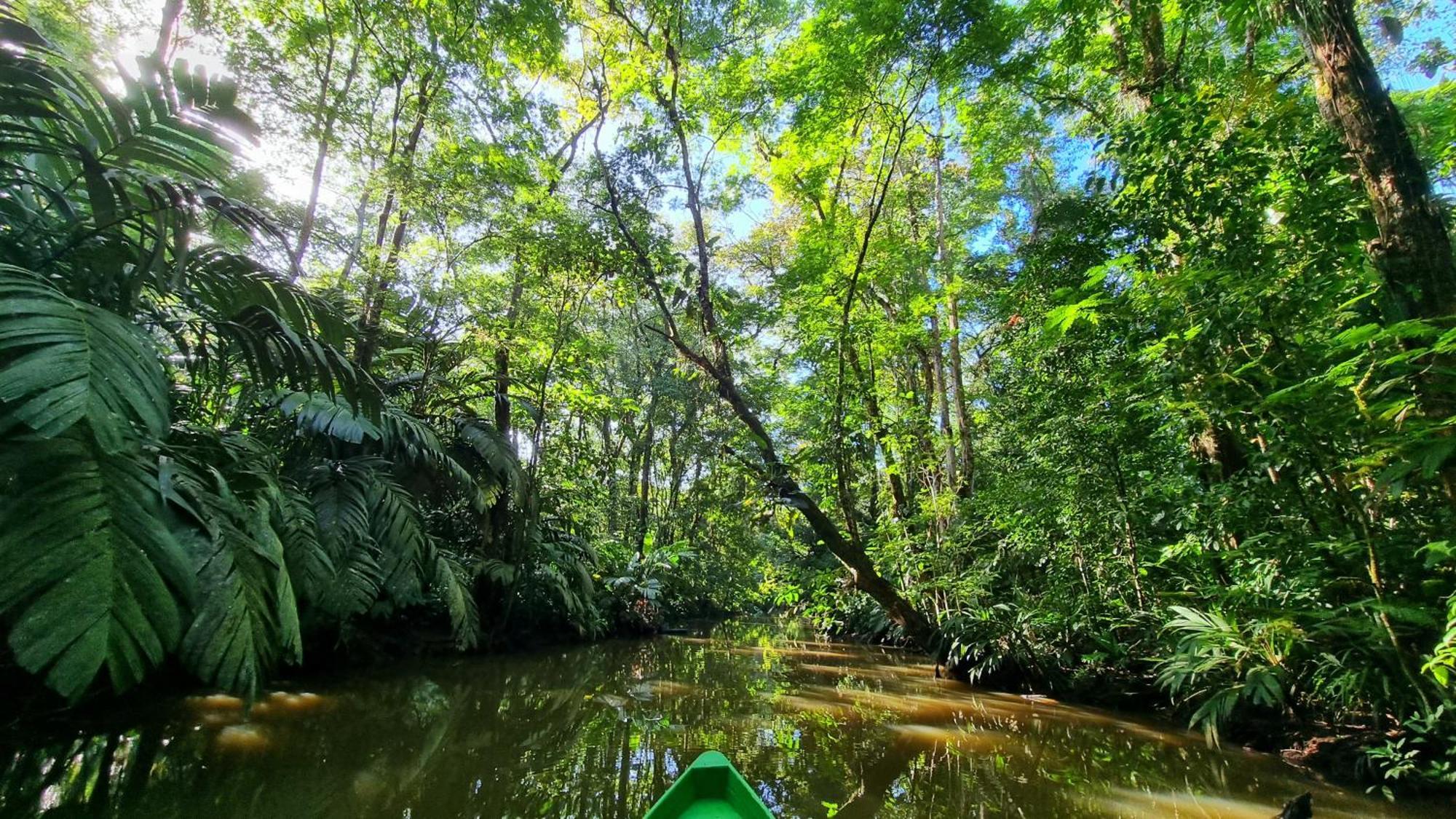 Wildlife Art Tortuguero Exterior foto