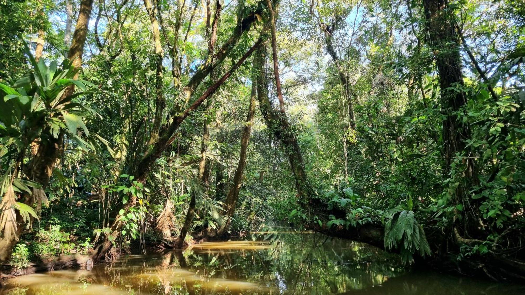 Wildlife Art Tortuguero Exterior foto