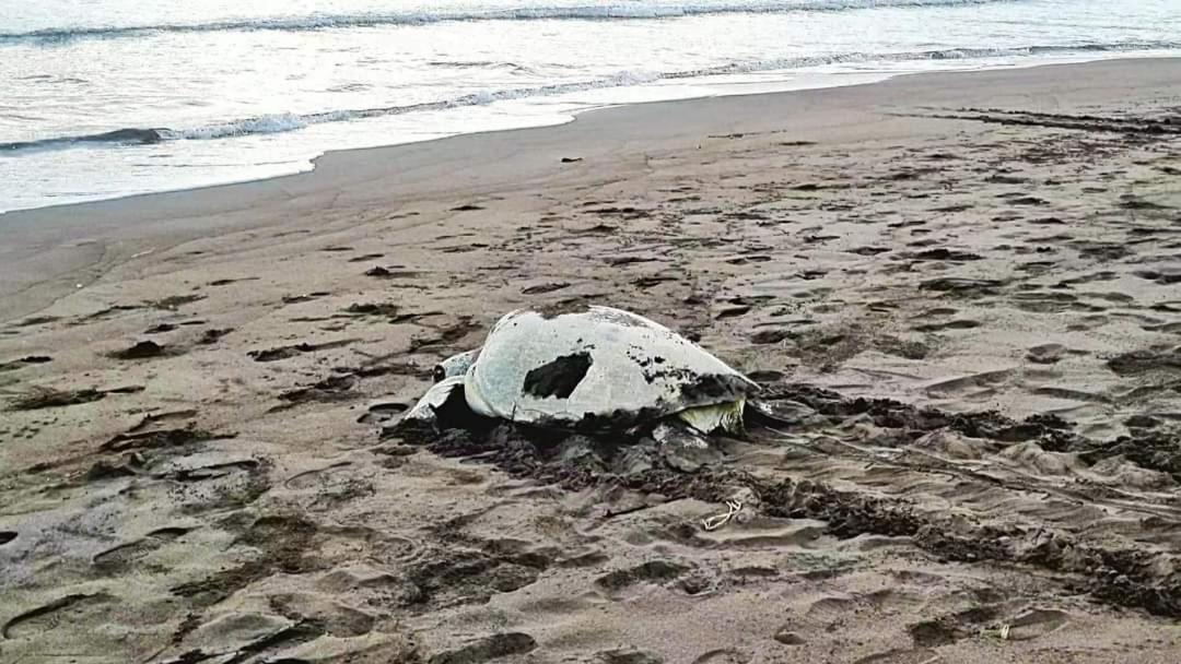 Wildlife Art Tortuguero Exterior foto