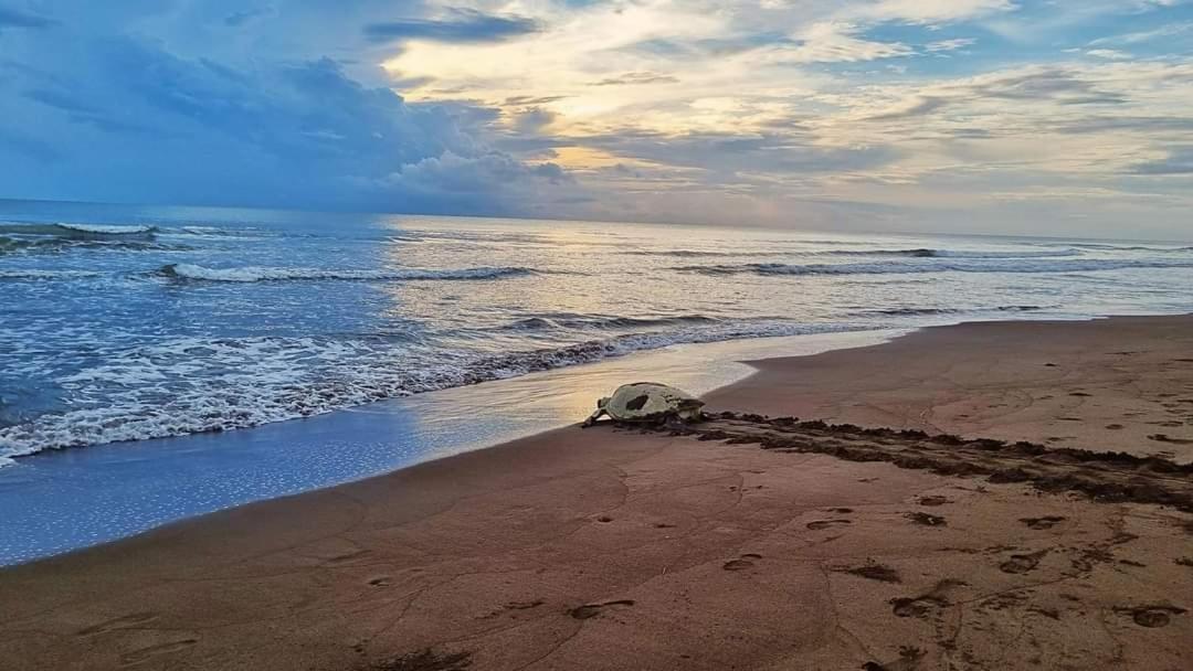 Wildlife Art Tortuguero Exterior foto